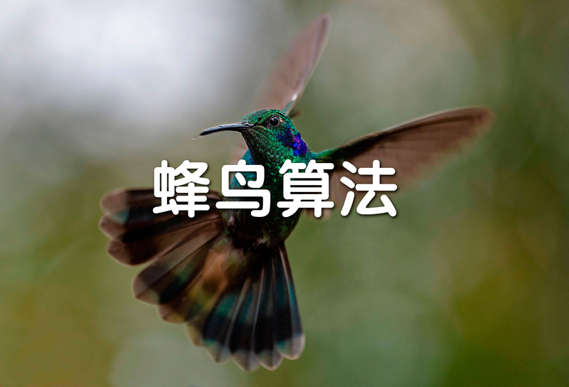 谷歌《蜂鳥(niǎo)算法》